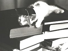 Gatti (287)